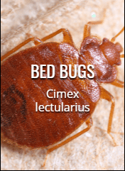 bed bugs