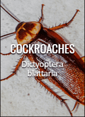 cockroach