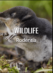 wildlife rodent exterminator in dc