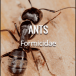 ants