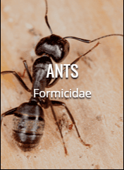 ants