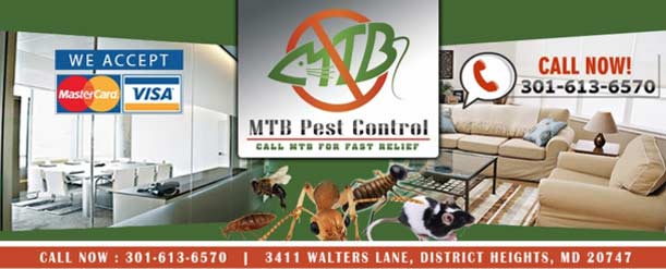 tips for pest control in the winter