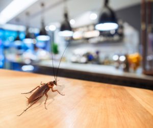 commercial pest control services near district heights maryland