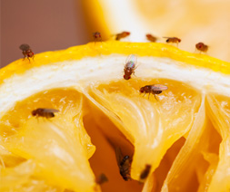 Fruit Fly, Drosophila species