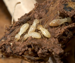subterranean termite rhinotemitidae