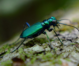 emerald ash borer agrilus planipennis