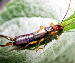 Earwig Forficula Auricularia | Mtb Pest Control earwig forficula auricularia