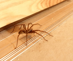 Common House Spider Parasteatoda Tepidariorum | Mtb Pest Control common house spider parasteatoda tepidariorum