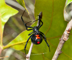 Black Widow Spider, Latrodectus spp.