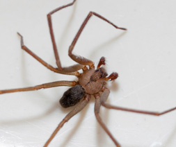Brown Recluse Loxosceles Spp | Mtb Pest Control brown recluse loxosceles spp