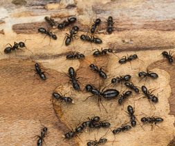 what kind of ant is this