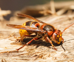 Hornet Vespa Crabo | Mtb Pest Control hornet vespa crabo