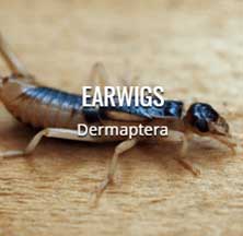 Exterminator in District Heights Md | Mtb Pest Control exterminator in district heights md