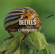 Exterminator in District Heights Md | Mtb Pest Control exterminator in district heights md