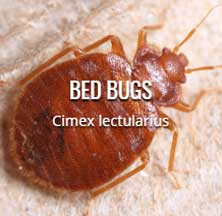Exterminator in District Heights Md | Mtb Pest Control exterminator in district heights md