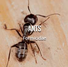 Exterminator in District Heights Md | Mtb Pest Control exterminator in district heights md