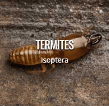 termites
