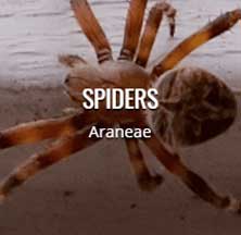 where do spiders hides