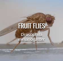 flies