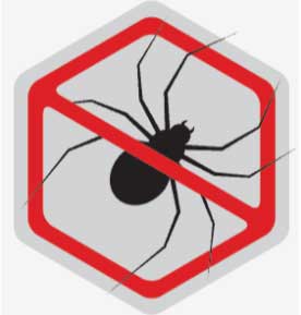 spider pest control