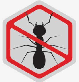 ant control and removal