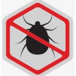 bed bugs