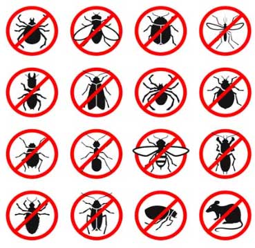 affordable pest control