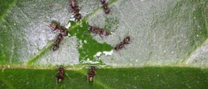 ants love rain