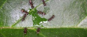 Flying Ants Vs Termites