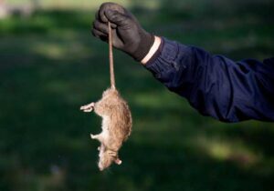 how to get rid of rodents for good