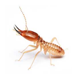wood-destroying pests