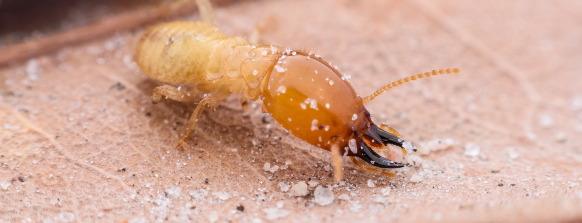 Ant control illustration