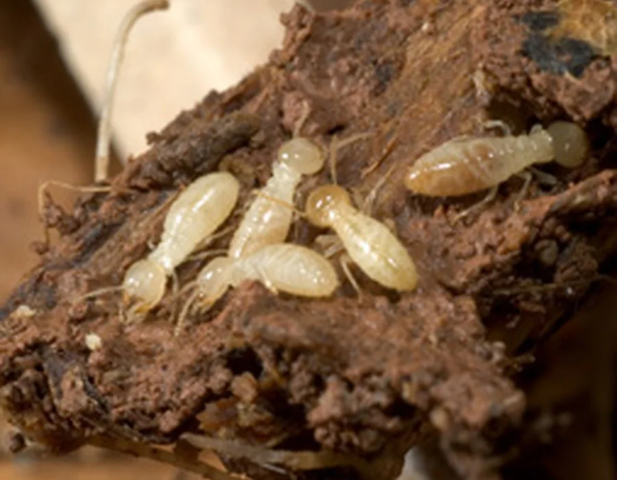 Termites in damaged wood during a pest inspection